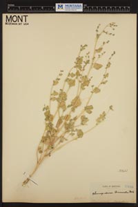 Herbarium Sheet of 